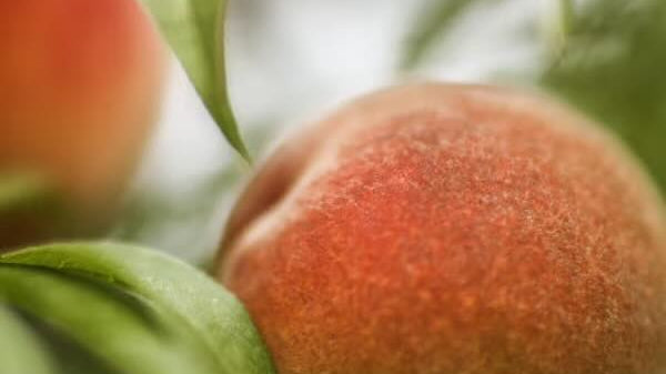 Comment passer du duvet à une vraie barbe ?